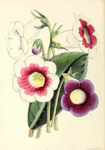 Reproducción/Reproduction 49797561101: The floral magazine;. London,L. Reeve & Co.. 