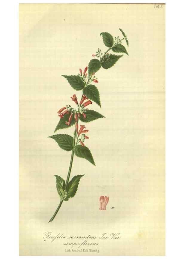 Reproducción/Reproduction 49802837496: Gartenflora.. Erlangen :F. Enke,1852-1940.. 