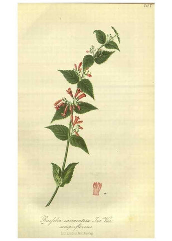 Reproducción/Reproduction 49802837496: Gartenflora.. Erlangen :F. Enke,1852-1940.. 