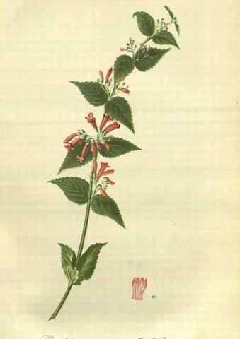 Reproducción/Reproduction 49802837496: Gartenflora.. Erlangen :F. Enke,1852-1940.. 