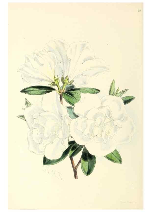Reproducción/Reproduction 49797024623: The floral magazine;. London,L. Reeve & Co.. 