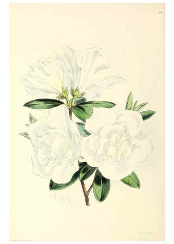 Reproducción/Reproduction 49797024623: The floral magazine;. London,L. Reeve & Co.. 