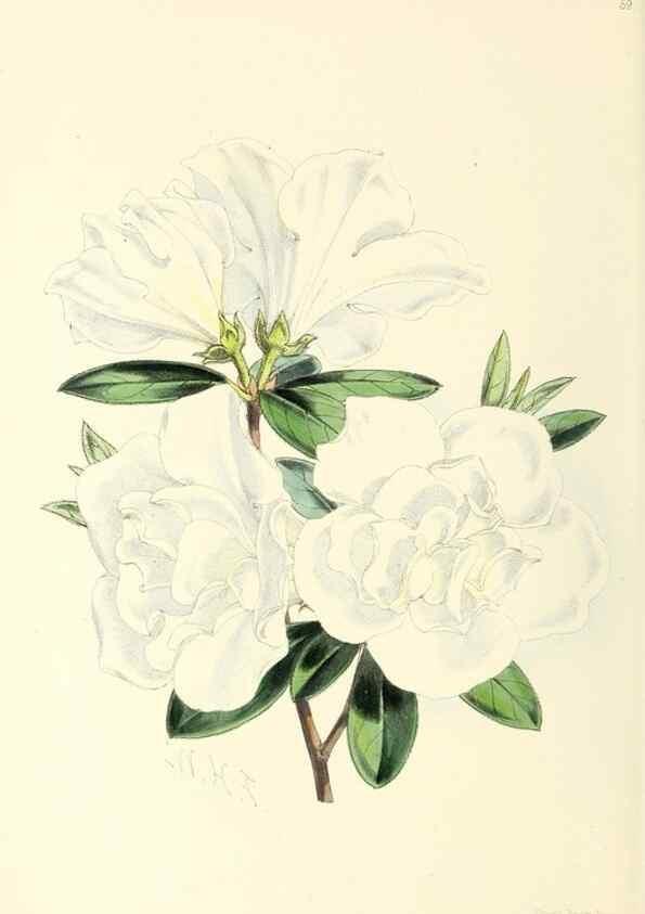 Reproducción/Reproduction 49797024623: The floral magazine;. London,L. Reeve & Co.. 