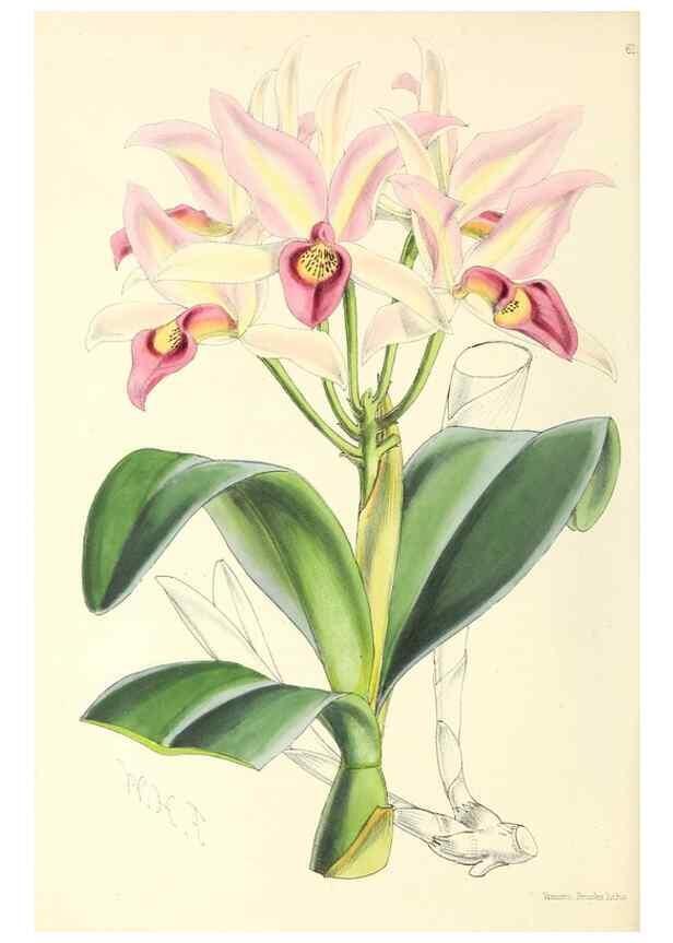 Reproducción/Reproduction 49797880672: The floral magazine;. London,L. Reeve & Co.. 