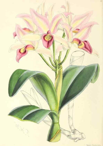 Reproducción/Reproduction 49797880672: The floral magazine;. London,L. Reeve & Co.. 