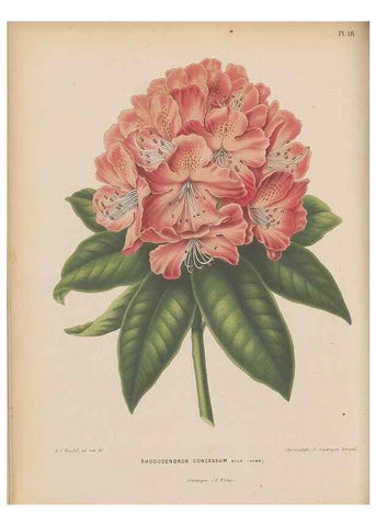 Reproducción/Reproduction 49798410877: Flora :. Groningen :J.B. Wolters,[1868]. 