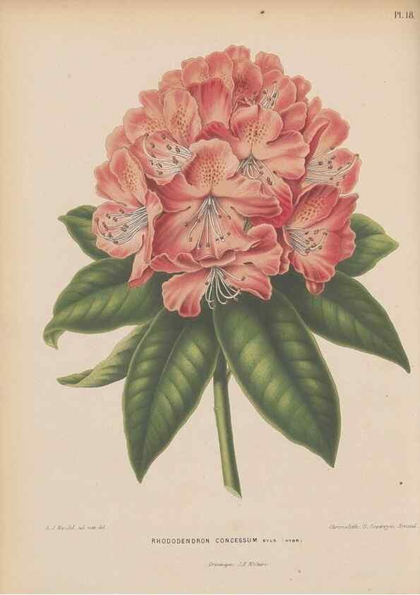 Reproducción/Reproduction 49798410877: Flora :. Groningen :J.B. Wolters,[1868]. 