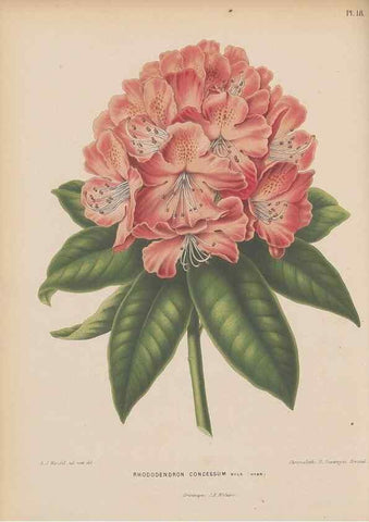 Reproducción/Reproduction 49798410877: Flora :. Groningen :J.B. Wolters,[1868]. 