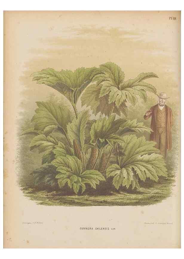 Reproducción/Reproduction 49798411152: Flora :. Groningen :J.B. Wolters,[1868]. 