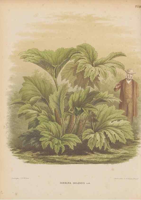 Reproducción/Reproduction 49798411152: Flora :. Groningen :J.B. Wolters,[1868]. 
