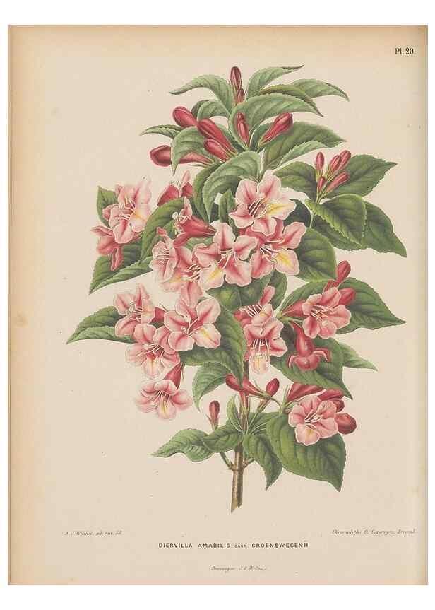 Reproducción/Reproduction 49797553523: Flora :. Groningen :J.B. Wolters,[1868]. 