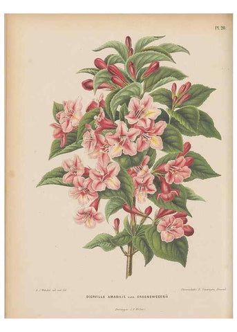 Reproducción/Reproduction 49797553523: Flora :. Groningen :J.B. Wolters,[1868]. 