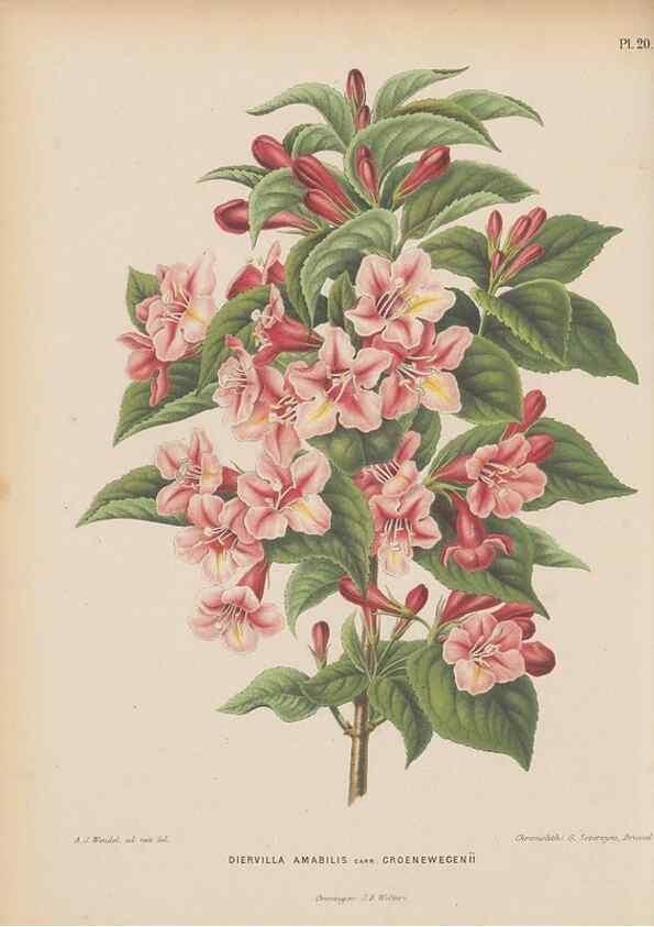 Reproducción/Reproduction 49797553523: Flora :. Groningen :J.B. Wolters,[1868]. 
