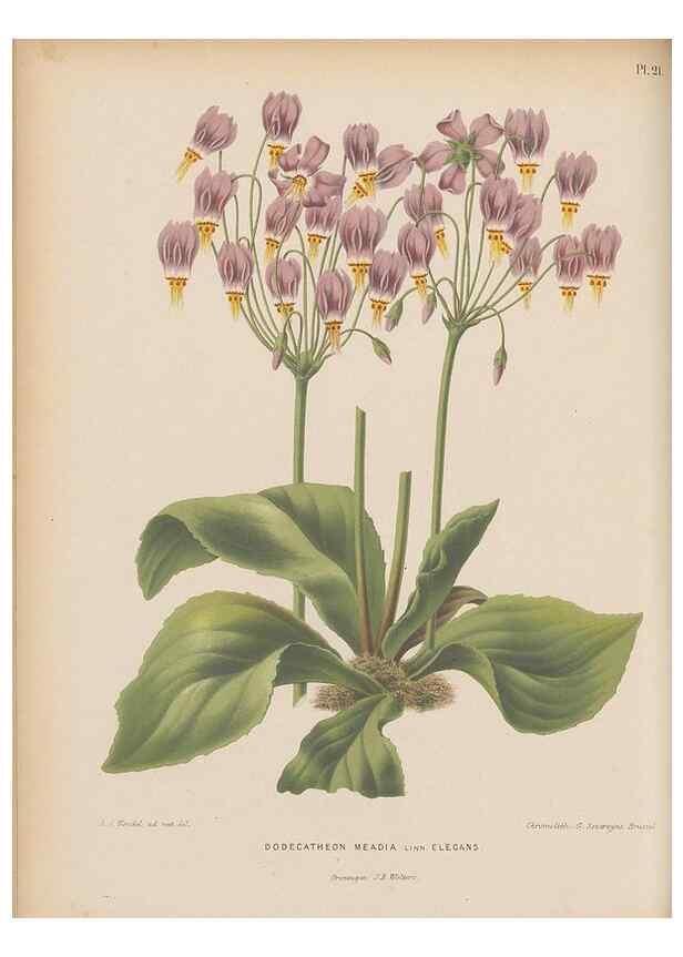 Reproducción/Reproduction 49797553728: Flora :. Groningen :J.B. Wolters,[1868]. 