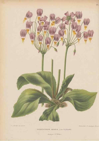 Reproducción/Reproduction 49797553728: Flora :. Groningen :J.B. Wolters,[1868]. 