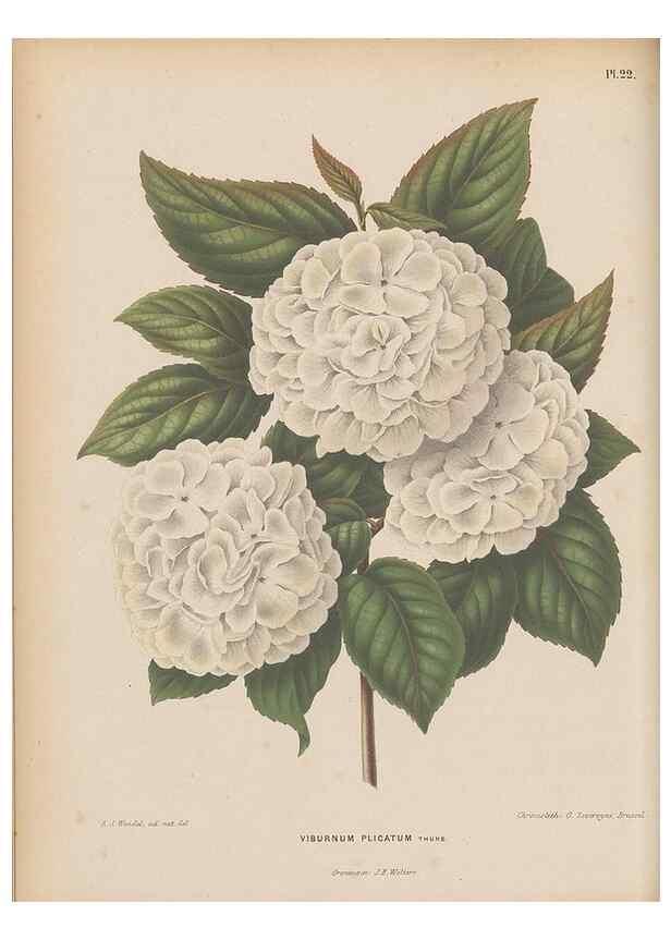 Reproducción/Reproduction 49798103636: Flora :. Groningen :J.B. Wolters,[1868]. 