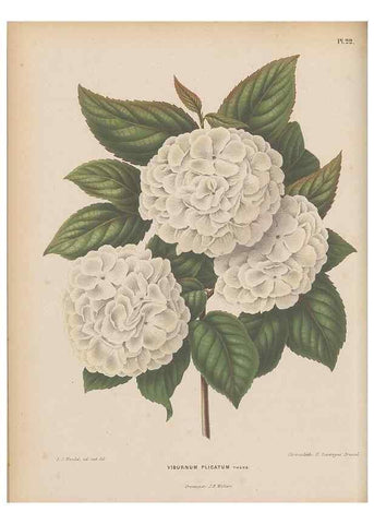 Reproducción/Reproduction 49798103636: Flora :. Groningen :J.B. Wolters,[1868]. 