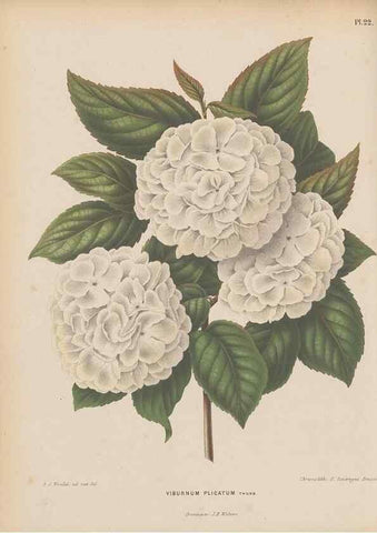 Reproducción/Reproduction 49798103636: Flora :. Groningen :J.B. Wolters,[1868]. 