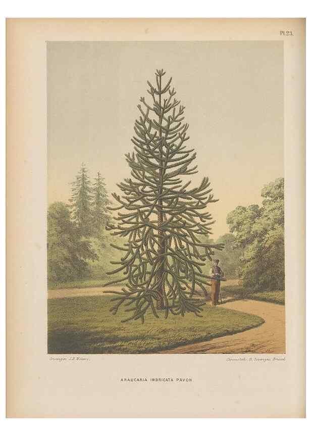 Reproducción/Reproduction 49798412217: Flora :. Groningen :J.B. Wolters,[1868]. 
