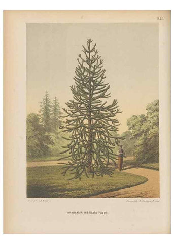 Reproducción/Reproduction 49798412217: Flora :. Groningen :J.B. Wolters,[1868]. 