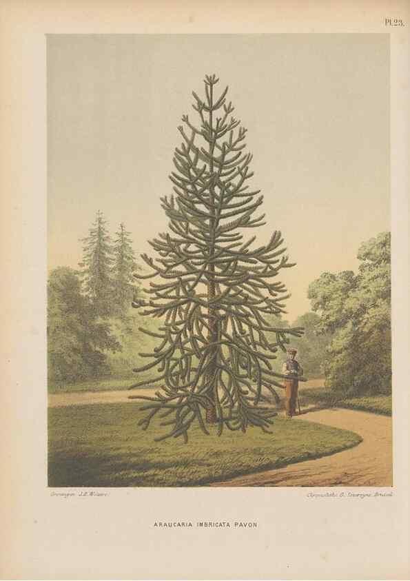 Reproducción/Reproduction 49798412217: Flora :. Groningen :J.B. Wolters,[1868]. 