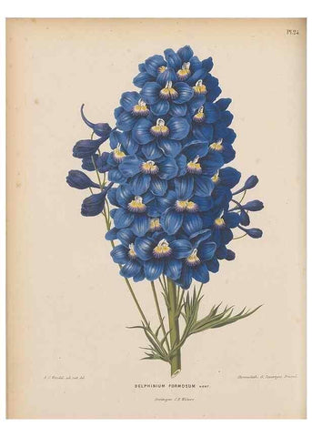 Reproducción/Reproduction 49798104421: Flora :. Groningen :J.B. Wolters,[1868]. 