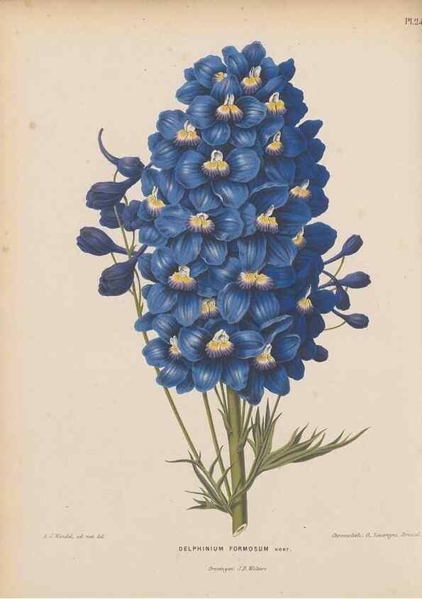 Reproducción/Reproduction 49798104421: Flora :. Groningen :J.B. Wolters,[1868]. 