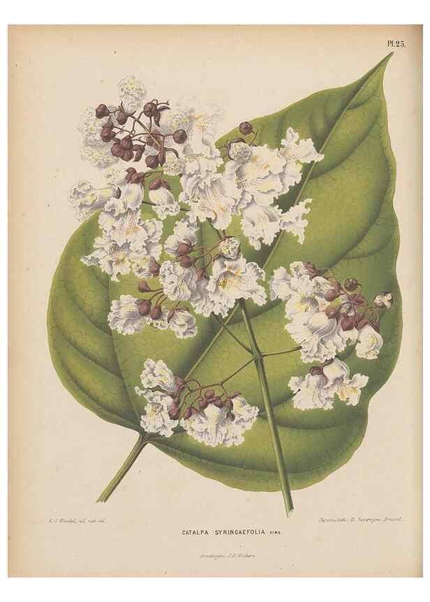 Reproducción/Reproduction 49797554833: Flora :. Groningen :J.B. Wolters,[1868]. 