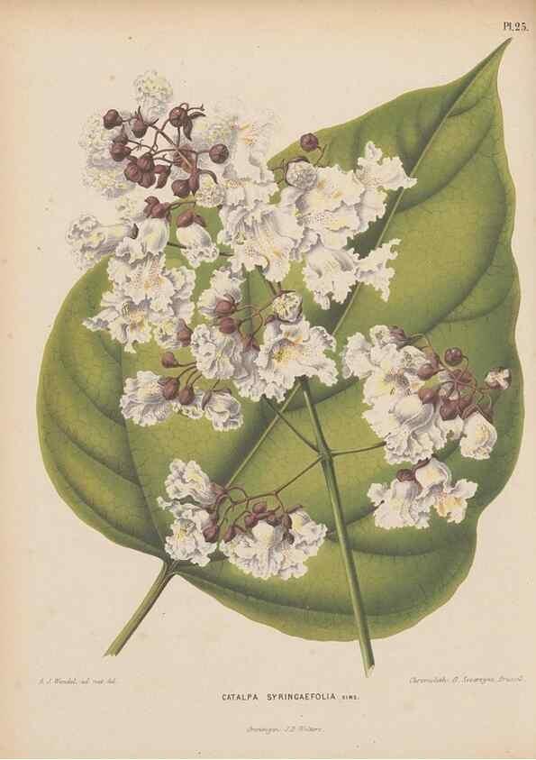 Reproducción/Reproduction 49797554833: Flora :. Groningen :J.B. Wolters,[1868]. 