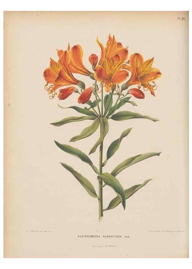 Reproducción/Reproduction 49798104961: Flora :. Groningen :J.B. Wolters,[1868]. 