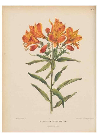 Reproducción/Reproduction 49798104961: Flora :. Groningen :J.B. Wolters,[1868]. 
