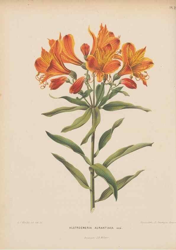 Reproducción/Reproduction 49798104961: Flora :. Groningen :J.B. Wolters,[1868]. 