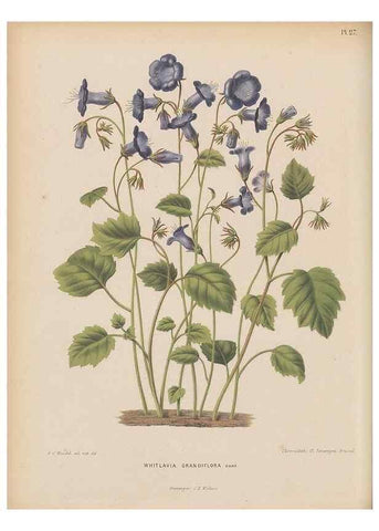 Reproducción/Reproduction 49797555423: Flora :. Groningen :J.B. Wolters,[1868]. 