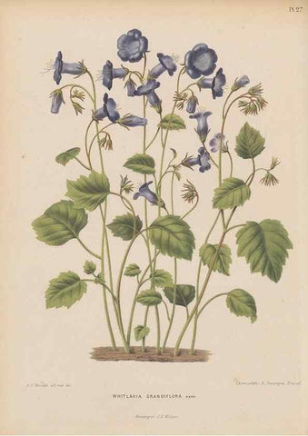 Reproducción/Reproduction 49797555423: Flora :. Groningen :J.B. Wolters,[1868]. 