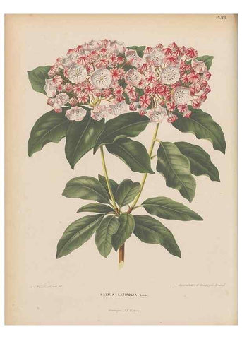 Reproducción/Reproduction 49798105441: Flora :. Groningen :J.B. Wolters,[1868]. 