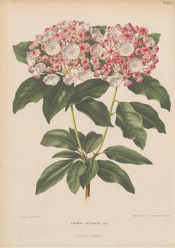 Reproducción/Reproduction 49798105441: Flora :. Groningen :J.B. Wolters,[1868]. 