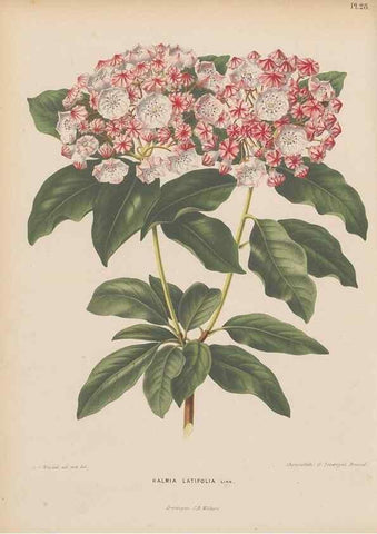 Reproducción/Reproduction 49798105441: Flora :. Groningen :J.B. Wolters,[1868]. 