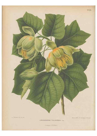 Reproducción/Reproduction 49797555858: Flora :. Groningen :J.B. Wolters,[1868]. 
