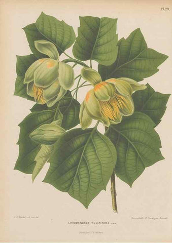 Reproducción/Reproduction 49797555858: Flora :. Groningen :J.B. Wolters,[1868]. 