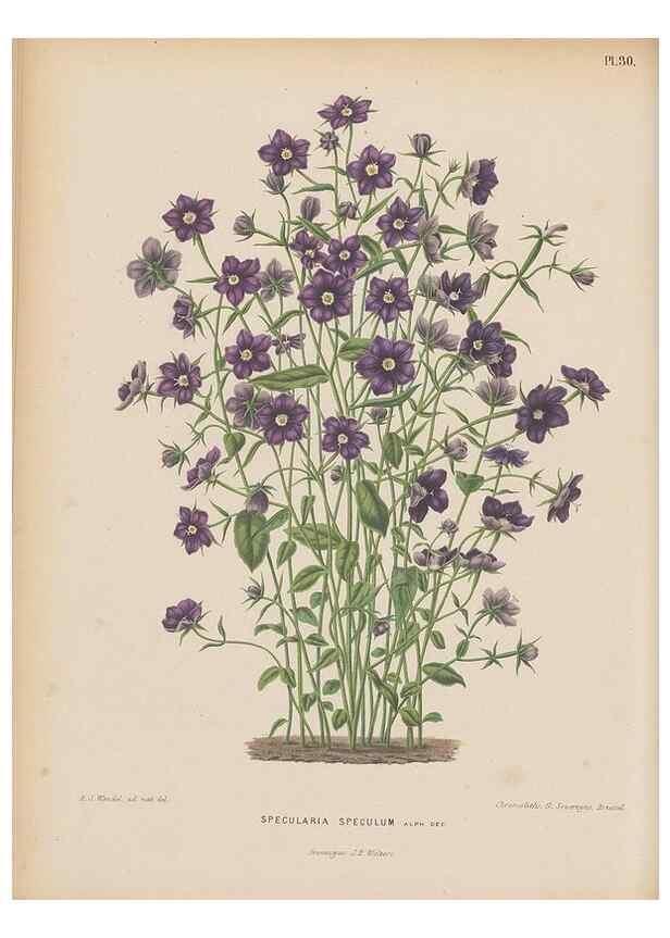 Reproducción/Reproduction 49798105896: Flora :. Groningen :J.B. Wolters,[1868]. 