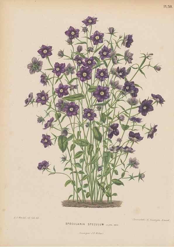 Reproducción/Reproduction 49798105896: Flora :. Groningen :J.B. Wolters,[1868]. 