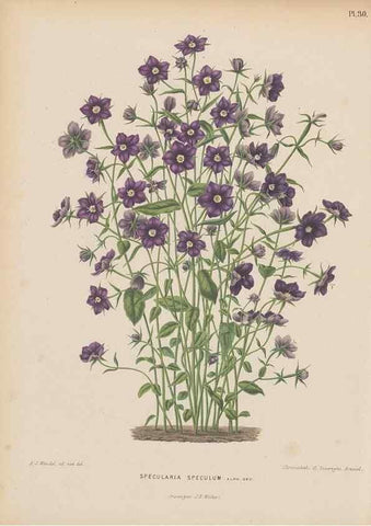 Reproducción/Reproduction 49798105896: Flora :. Groningen :J.B. Wolters,[1868]. 