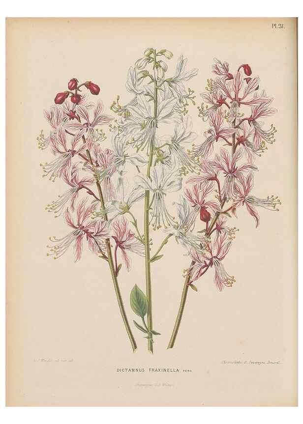 Reproducción/Reproduction 49797556493: Flora :. Groningen :J.B. Wolters,[1868]. 