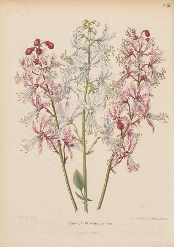 Reproducción/Reproduction 49797556493: Flora :. Groningen :J.B. Wolters,[1868]. 