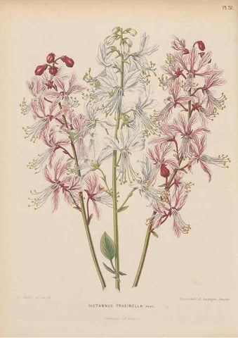 Reproducción/Reproduction 49797556493: Flora :. Groningen :J.B. Wolters,[1868]. 
