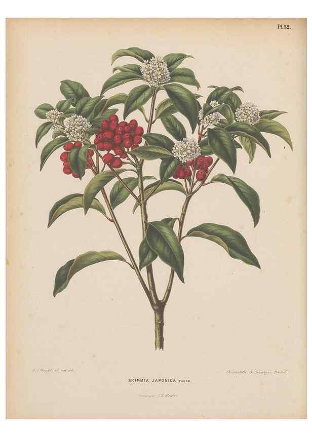 Reproducción/Reproduction 49798414797: Flora :. Groningen :J.B. Wolters,[1868]. 