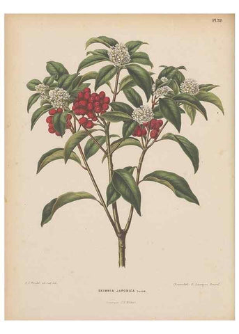 Reproducción/Reproduction 49798414797: Flora :. Groningen :J.B. Wolters,[1868]. 