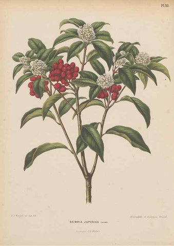 Reproducción/Reproduction 49798414797: Flora :. Groningen :J.B. Wolters,[1868]. 