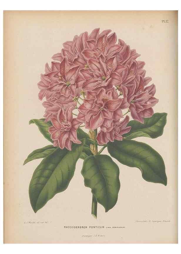 Reproducción/Reproduction 49798410637: Flora :. Groningen :J.B. Wolters,[1868]. 