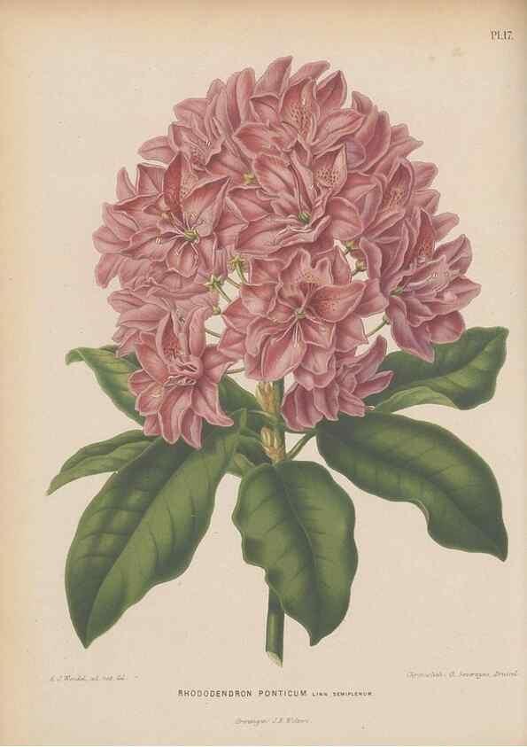 Reproducción/Reproduction 49798410637: Flora :. Groningen :J.B. Wolters,[1868]. 